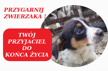 psy do adopcji
