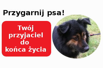 przygarnijpsa