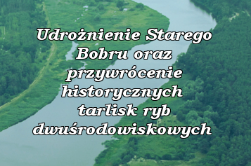 baner udrożnienie bobru